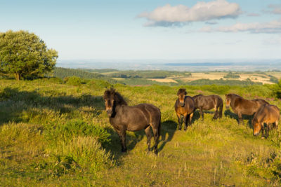 Quantock Hills Ponies